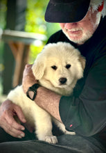 Load image into Gallery viewer, Lavande Lavender Dog Shampoo
